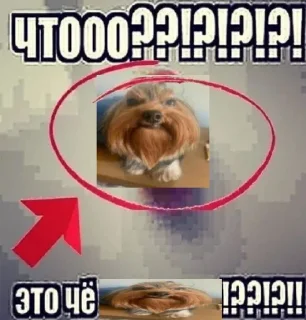 Telegram sticker 🌟 Собака