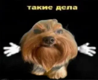 Telegram sticker 🤷 Собака