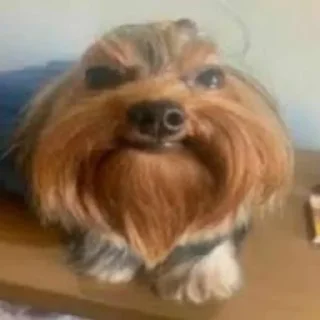 Sticker 🌟 Собака