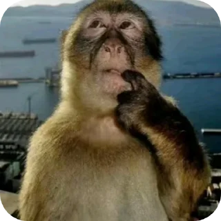 Telegram sticker 🐶 гонево @wrthn38