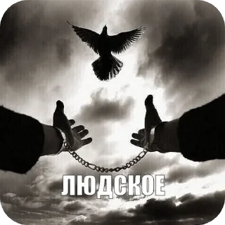 Video sticker 👍 гонево @wrthn38