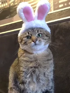 Video sticker 🐰 Коты • @TgStickery