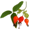 Sticker 🍒 Сад•Огород•Дача @Nat_Garten