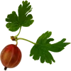 Sticker 🍒 Сад•Огород•Дача @Nat_Garten