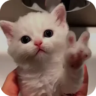 Telegram sticker 🐱 пу-пу-пу V2