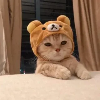 Sticker 🍖 𝙕𝙍𝘼 ³ | @E_KiK