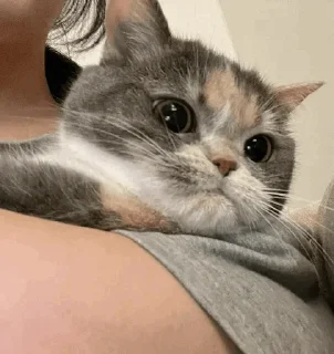 Телеграм стикер 🍖 𝙕𝙍𝘼 ³ | @E_KiK