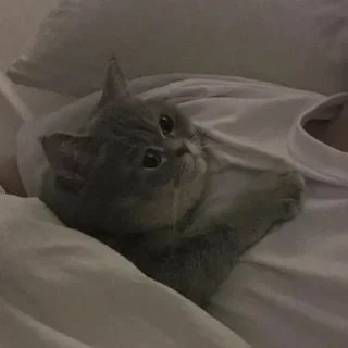 Телеграм стикер 🍖 𝙕𝙍𝘼 ³ | @E_KiK