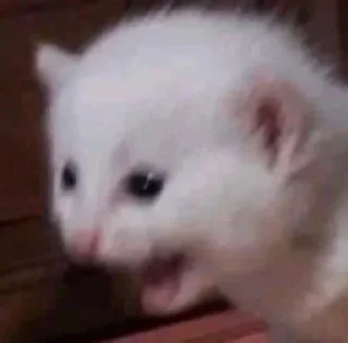 Video sticker 🍖 𝙕𝙍𝘼 ³ | @E_KiK