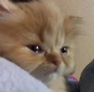 Video sticker 🍖 𝙕𝙍𝘼 ³ | @E_KiK