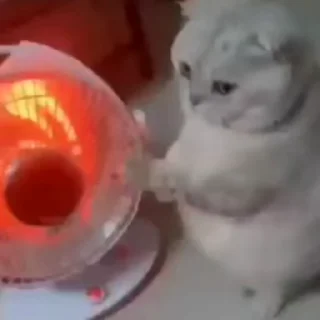 Video sticker 🎈 @R13M34A by @towebmbot