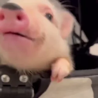 Video sticker 🐽 Свинки @ckladstikerov7