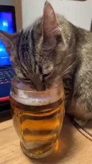 Video sticker 🌟 molly :: @fStikBot