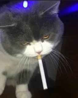 Телеграм стикер 🚬 @WHO182       {nex}