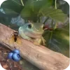 Video sticker 🐸 MonaMia @iomise ::...