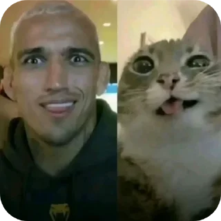 Telegram sticker 🐱 pacote secundário do @flakaralho