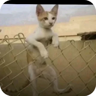 Telegram sticker 🐱 Down