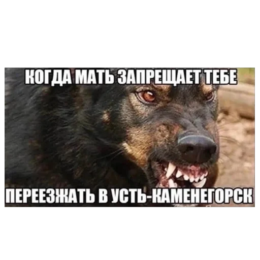 Telegram sticker 🫥 иськиськи