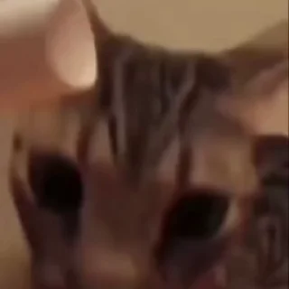 Video sticker 😮 Video — @stckrRobot