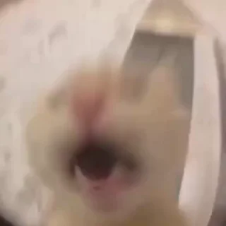 Video sticker 😭 Video — @stckrRobot