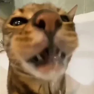 Video sticker 👅 Video — @stckrRobot