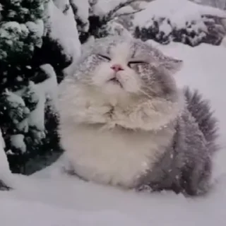 Video sticker ☃️ Cat (real))