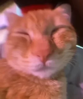 Video sticker 🗣 Cat (real))