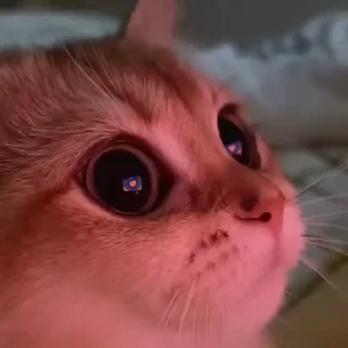 Telegram sticker 😍 Cat (real))