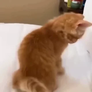 Video sticker 💤 Cat (real))