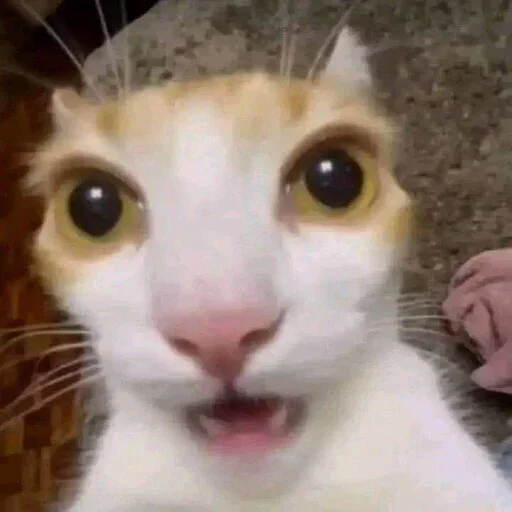 Телеграм стикер 😳 Fábio pericepias