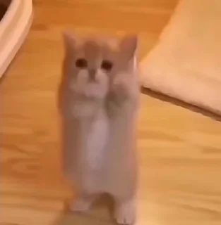 Video sticker 🥹 V1 | Ox