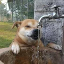 Sticker 🍁 Felipe Massa