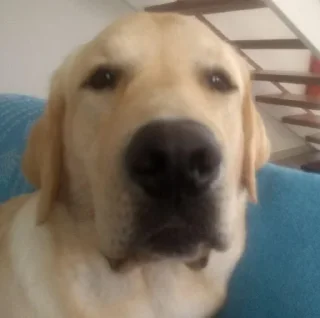 Telegram stiker 😐 Felipe Massa