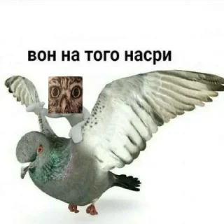 Video sticker 🫠 Zelibob_attack