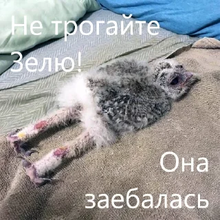 Telegram stiker 😮‍💨 Zelibob_attack