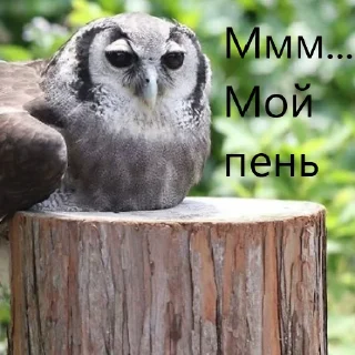 Telegram stiker 🤤 Zelibob_attack