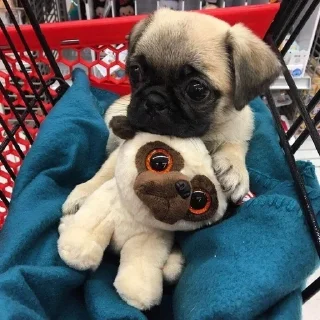 Video sticker 🐕 мопсикиии :: @fStikBot
