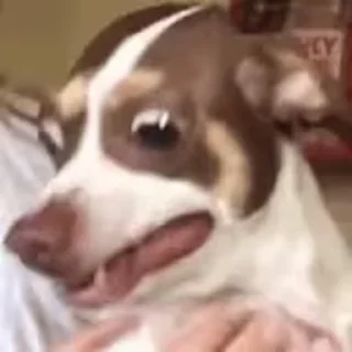 Video sticker 🎈 ITAÇHI