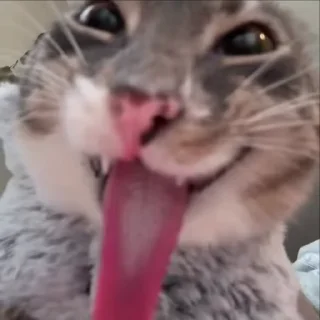 Video sticker 😜 new-gen cats (AI sorted)