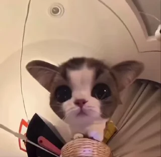 Video sticker 🌟 new-gen cats (AI sorted)