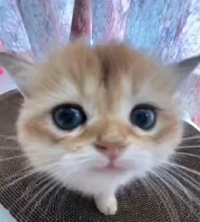 Video sticker 🌟 new-gen cats (AI sorted)