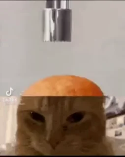 Video sticker 👀 Коты лыбятся formula edition