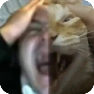 Video sticker 😭 АХУЙ :: @fStikBot