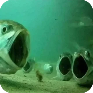 Telegram sticker 🤯 АХУЙ :: @fStikBot