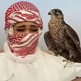 Video sticker 🌟 🌺 @Diqqat_savolcha 🌺 :: @fStikBot