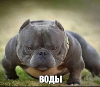 Video sticker 💧 АБсолют Деградация @yerix_tg