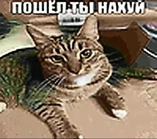 Telegram sticker 😎 АБсолют Деградация @yerix_tg