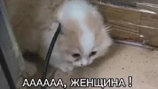 Telegram sticker 👩 АБсолют Деградация @yerix_tg