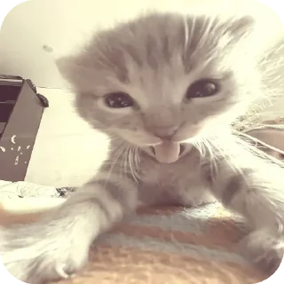 Telegram sticker 🐱 Tuuntunsahur