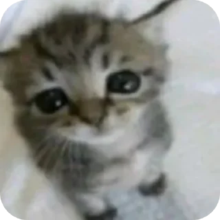 Sticker 🐱 Tuuntunsahur